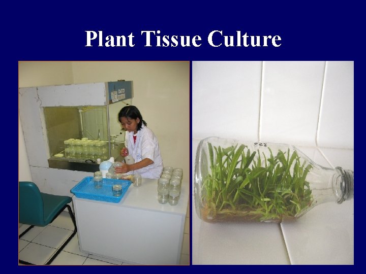 Plant Tissue Culture 