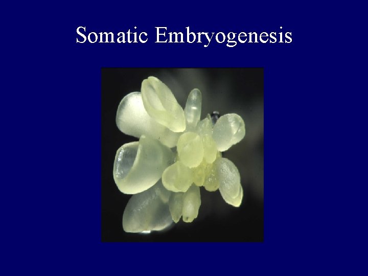 Somatic Embryogenesis 