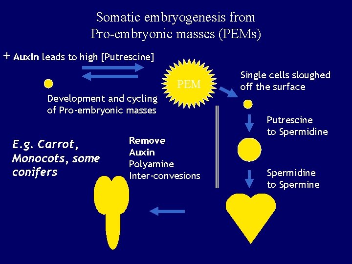 Somatic embryogenesis from Pro-embryonic masses (PEMs) + Auxin leads to high [Putrescine] PEM Development