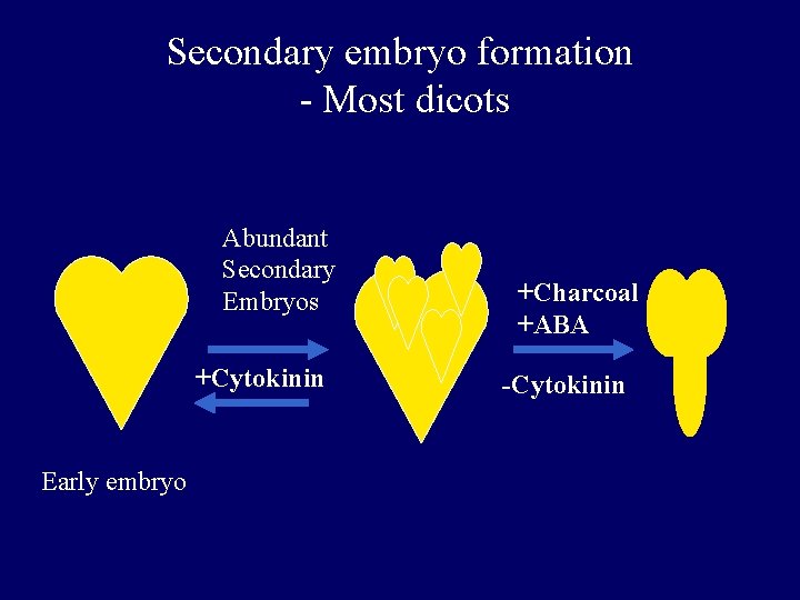 Secondary embryo formation - Most dicots Abundant Secondary Embryos +Cytokinin Early embryo +Charcoal +ABA