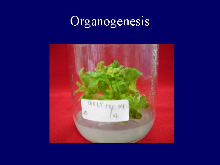 Organogenesis 