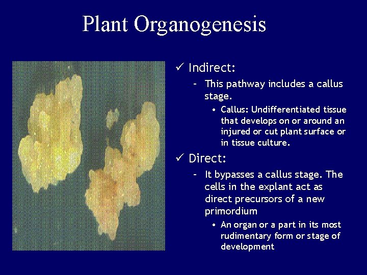 Plant Organogenesis ü Indirect: – This pathway includes a callus stage. • Callus: Undifferentiated