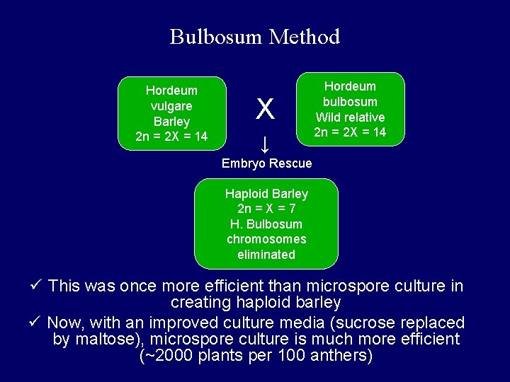 Bulbosum Method Hordeum vulgare Barley 2 n = 2 X = 14 X ↓