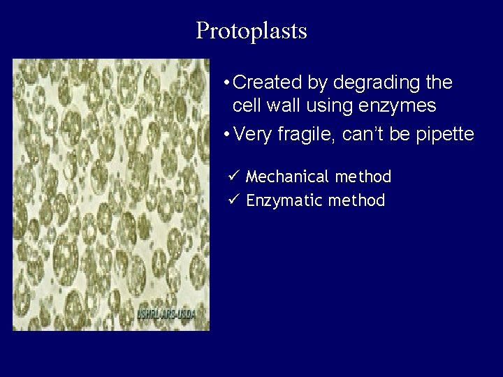 Protoplasts • Created by degrading the cell wall using enzymes • Very fragile, can’t