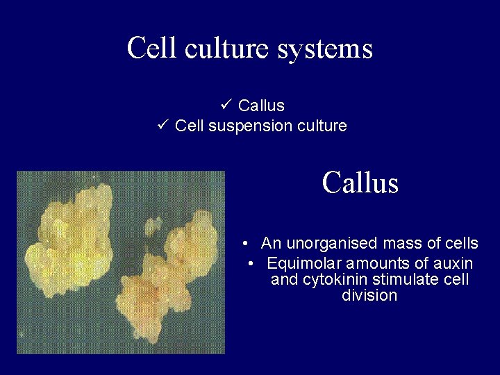 Cell culture systems ü Callus ü Cell suspension culture Callus • An unorganised mass