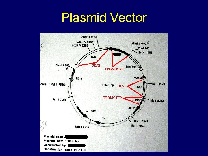 Plasmid Vector 