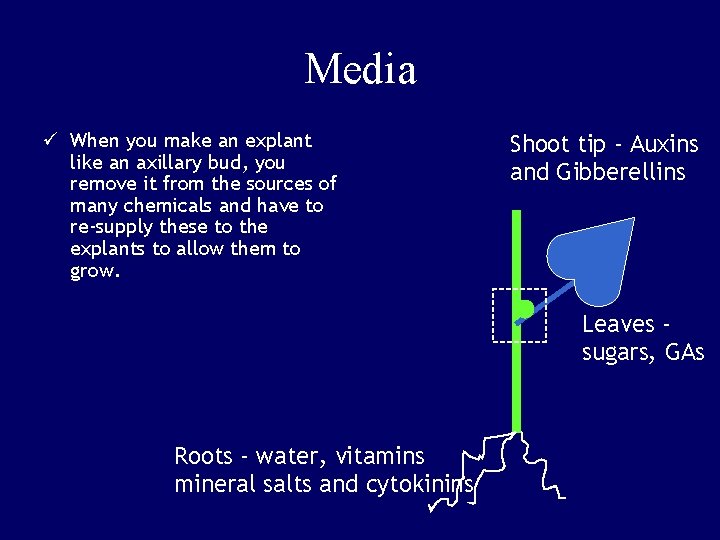 Media ü When you make an explant like an axillary bud, you remove it