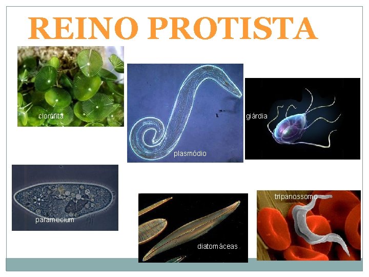 REINO PROTISTA clorófita giárdia plasmódio tripanossomo paramecium diatomáceas 