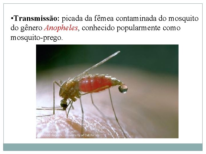  • Transmissão: picada da fêmea contaminada do mosquito do gênero Anopheles, conhecido popularmente