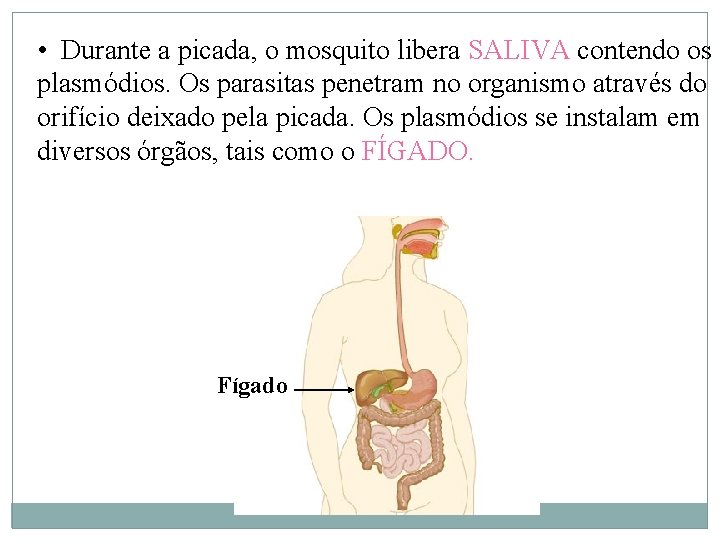  • Durante a picada, o mosquito libera SALIVA contendo os plasmódios. Os parasitas