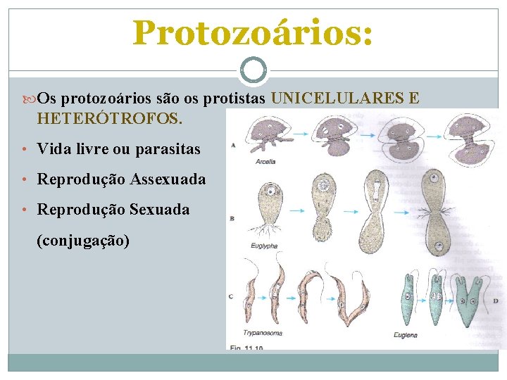 Protozoários: Os protozoários são os protistas UNICELULARES E HETERÓTROFOS. • Vida livre ou parasitas