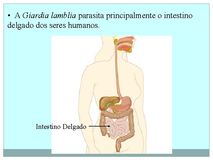  • A Giardia lamblia parasita principalmente o intestino delgado dos seres humanos. Intestino