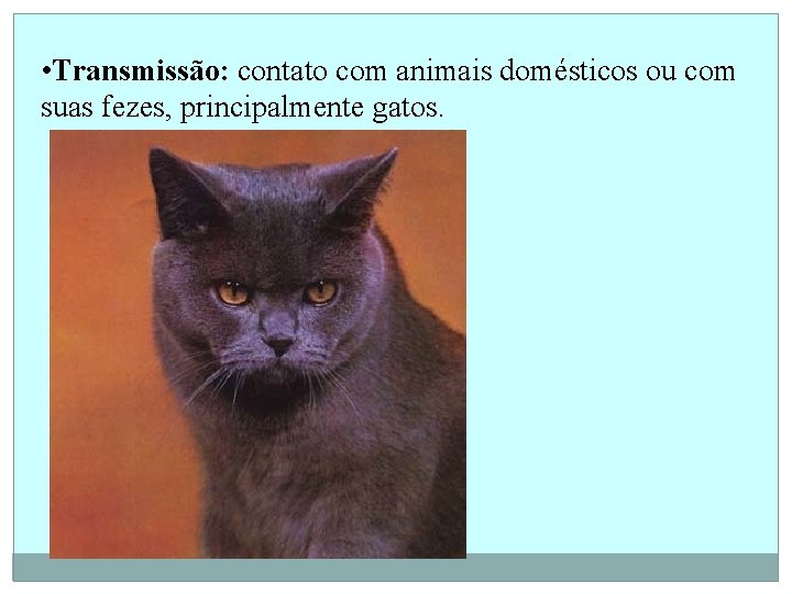  • Transmissão: contato com animais domésticos ou com suas fezes, principalmente gatos. 