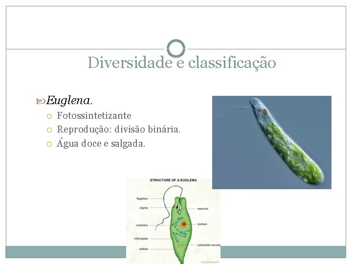 Diversidade e classificação Euglena. Fotossintetizante Reprodução: divisão binária. Água doce e salgada. 