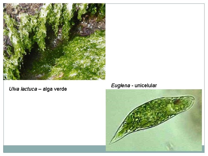 Ulva lactuca – alga verde Euglena - unicelular 