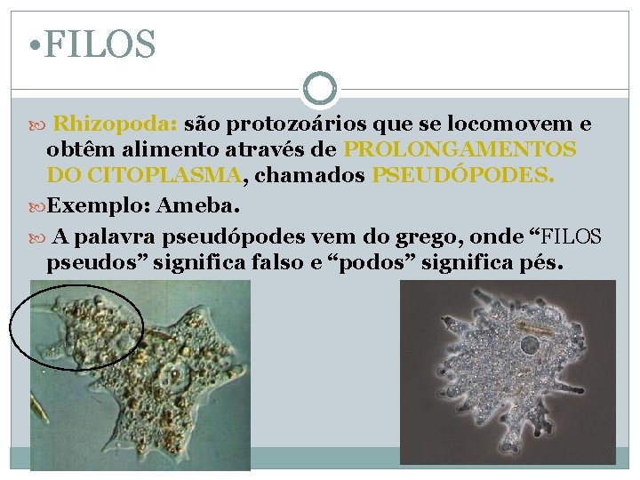  • FILOS Rhizopoda: são protozoários que se locomovem e obtêm alimento através de