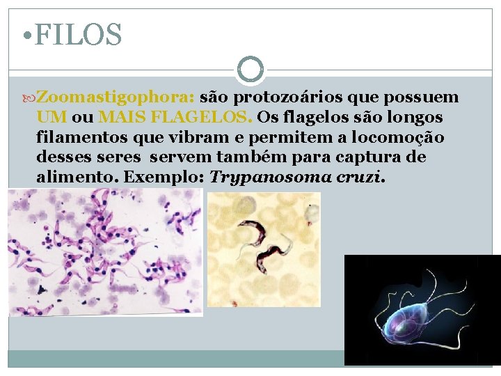  • FILOS Zoomastigophora: são protozoários que possuem UM ou MAIS FLAGELOS. Os flagelos