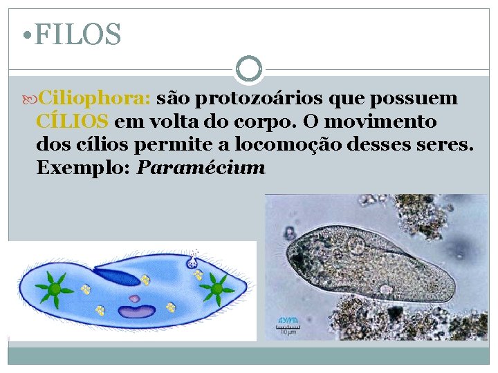  • FILOS Ciliophora: são protozoários que possuem CÍLIOS em volta do corpo. O