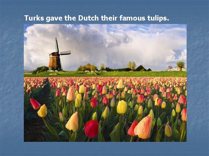Turks gave the Dutch their famous tulips. 