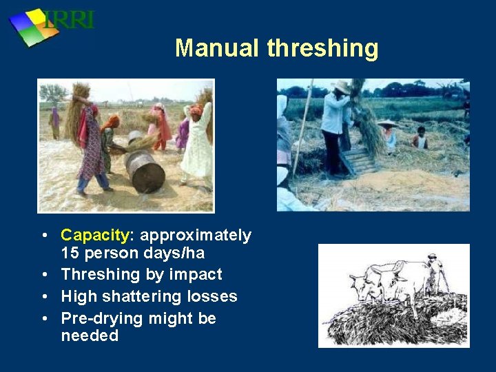 Manual threshing • Capacity: approximately 15 person days/ha • Threshing by impact • High