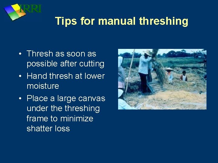 Tips for manual threshing • Thresh as soon as possible after cutting • Hand