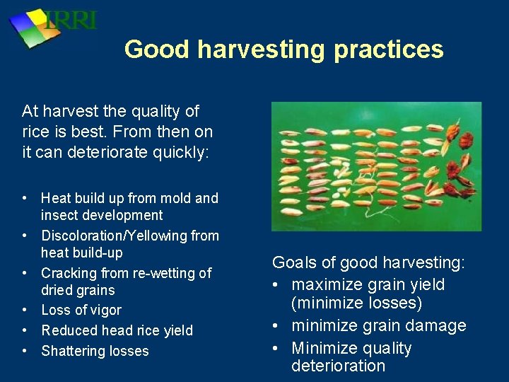 Good harvesting practices At harvest the quality of rice is best. From then on