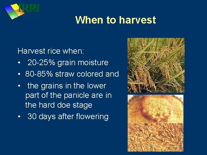 When to harvest Harvest rice when: • 20 -25% grain moisture • 80 -85%