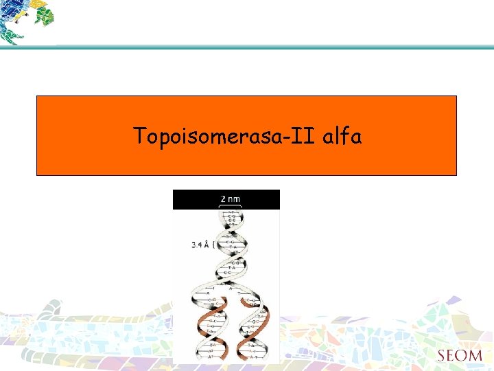 Topoisomerasa-II alfa 