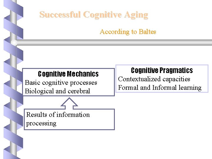 Successful Cognitive Aging According to Baltes Cognitive Mechanics Basic cognitive processes Biological and cerebral