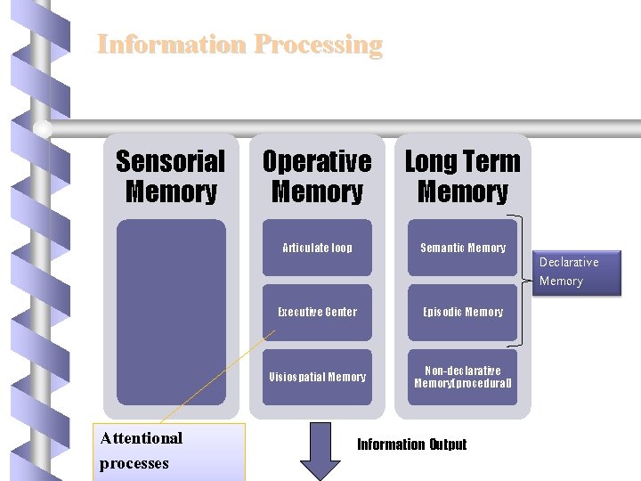 Information Processing Sensorial Memory Attentional processes Operative Memory Long Term Memory Articulate loop Semantic