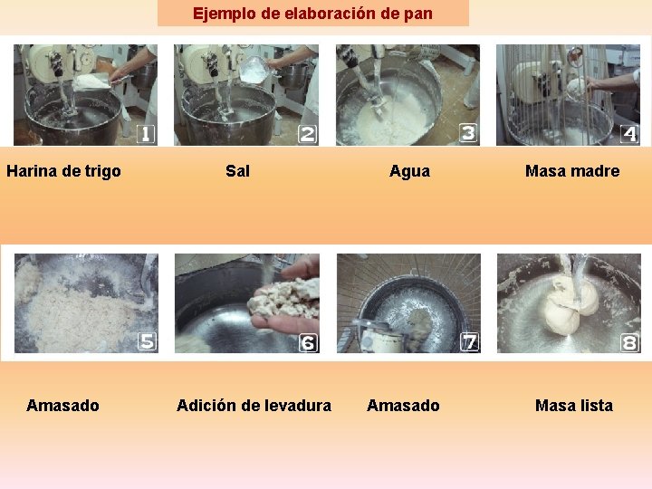 Ejemplo de elaboración de pan Harina de trigo Sal Agua Masa madre Amasado Adición