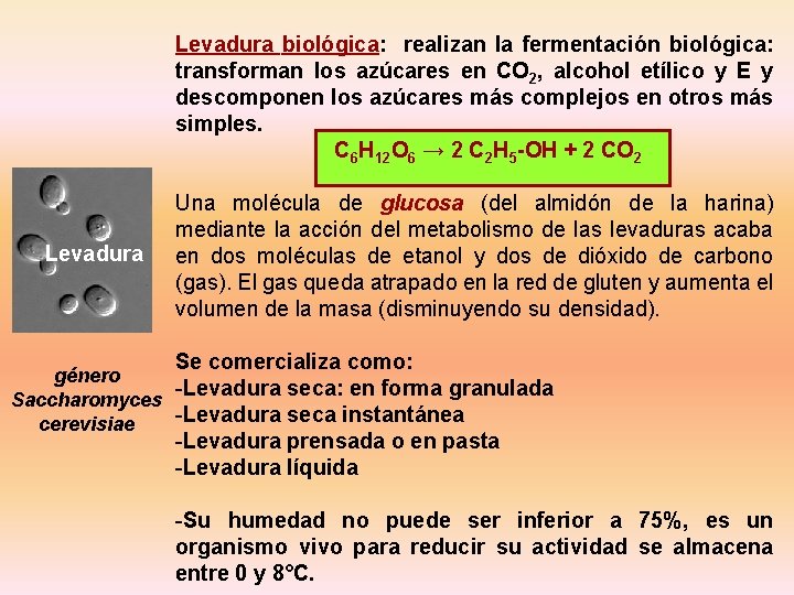 Levadura biológica: realizan la fermentación biológica: transforman los azúcares en CO 2, alcohol etílico