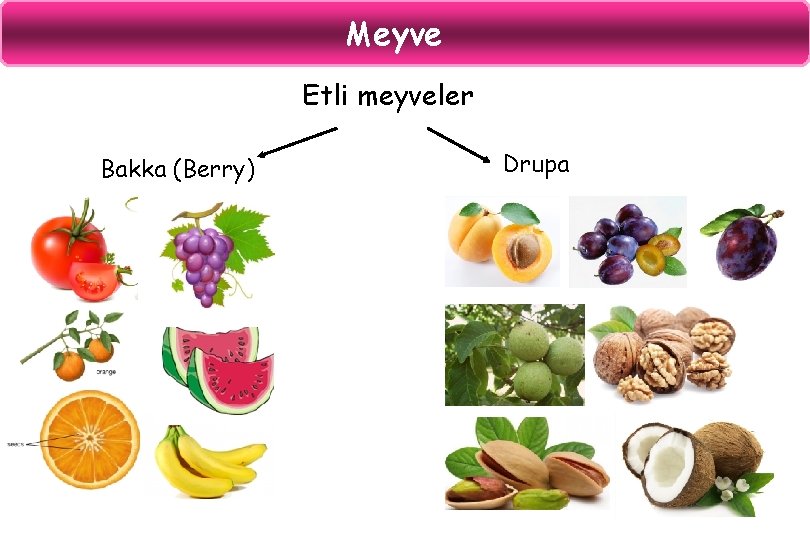 Meyve Etli meyveler Bakka (Berry) Drupa 