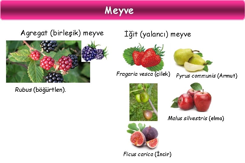 Meyve Agregat (birleşik) meyve İğit (yalancı) meyve Fragaria vesca (çilek) Pyrus communis (Armut) Rubus