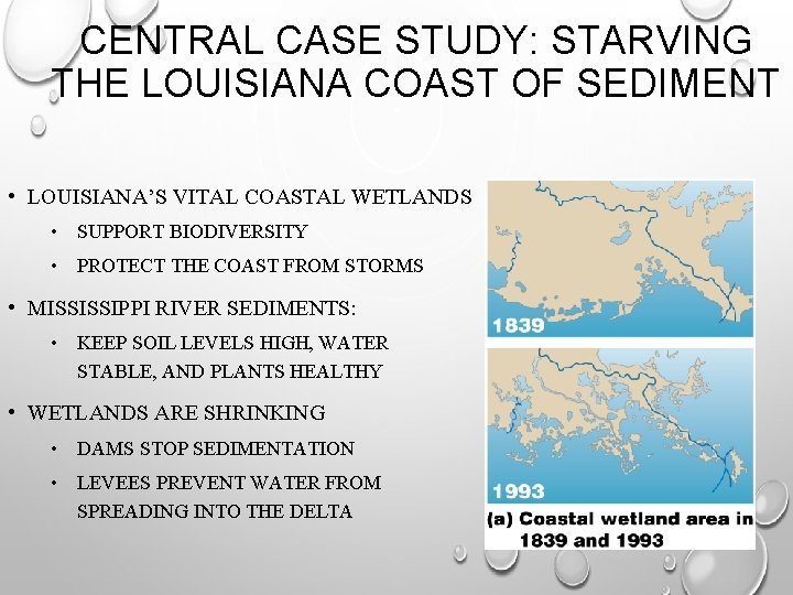 CENTRAL CASE STUDY: STARVING THE LOUISIANA COAST OF SEDIMENT • LOUISIANA’S VITAL COASTAL WETLANDS