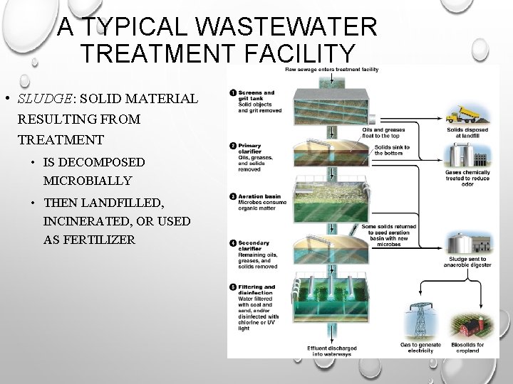 A TYPICAL WASTEWATER TREATMENT FACILITY • SLUDGE: SOLID MATERIAL RESULTING FROM TREATMENT • IS