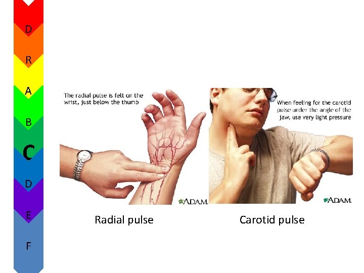 D R A B C D E F Radial pulse Carotid pulse D R A B C D E F Radial pulse Carotid pulse