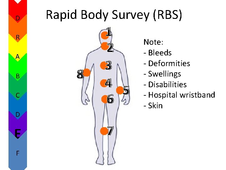 D R A B C D E F Rapid Body Survey (RBS) 1 Note: D R A B C D E F Rapid Body Survey (RBS) 1 Note: