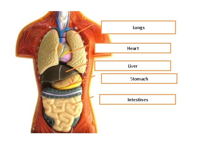 Lungs Heart Liver Stomach Intestines Lungs Heart Liver Stomach Intestines