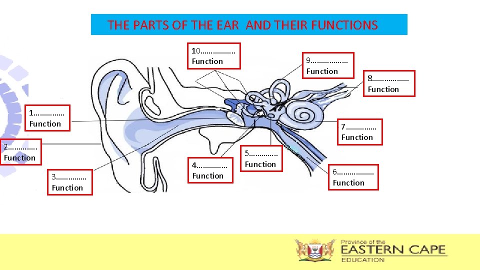 THE PARTS OF THE EAR AND THEIR FUNCTIONS 10……………. . Function 9……………… Function 1……………
