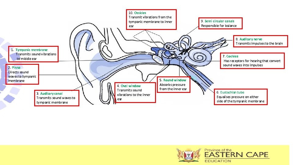 10. Ossicles Transmit vibrations from the tympanic membrane to inner ear 9. Semi circular