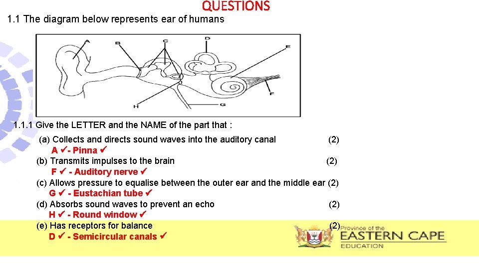 QUESTIONS 1. 1 The diagram below represents ear of humans 1. 1. 1 Give