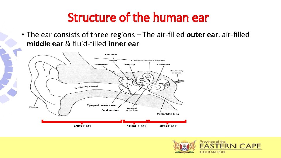 Structure of the human ear • The ear consists of three regions – The