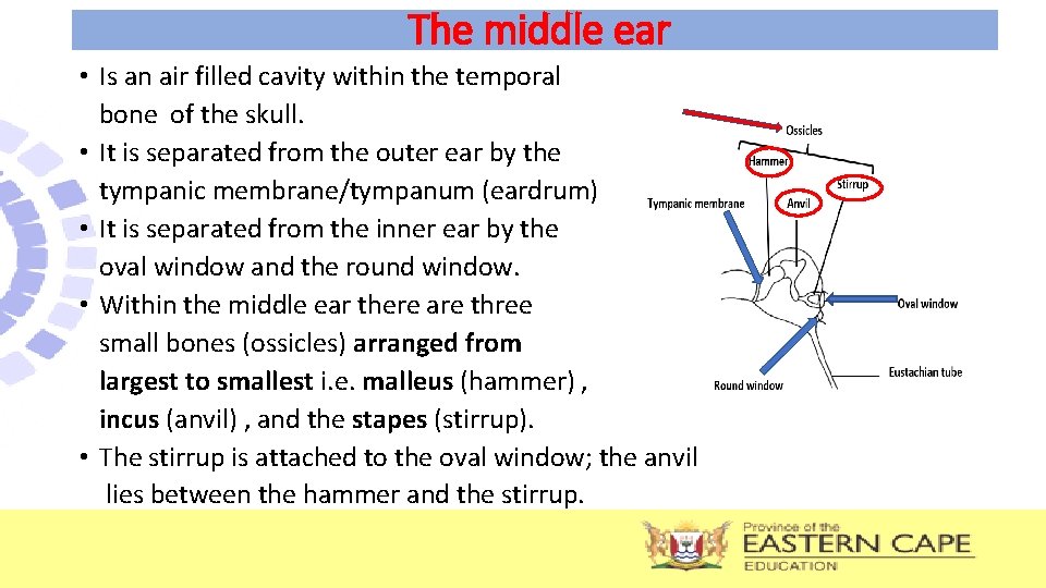The middle ear • Is an air filled cavity within the temporal bone of