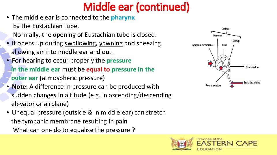 Middle ear (continued) • The middle ear is connected to the pharynx by the