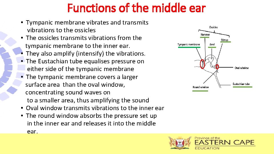Functions of the middle ear • Tympanic membrane vibrates and transmits vibrations to the
