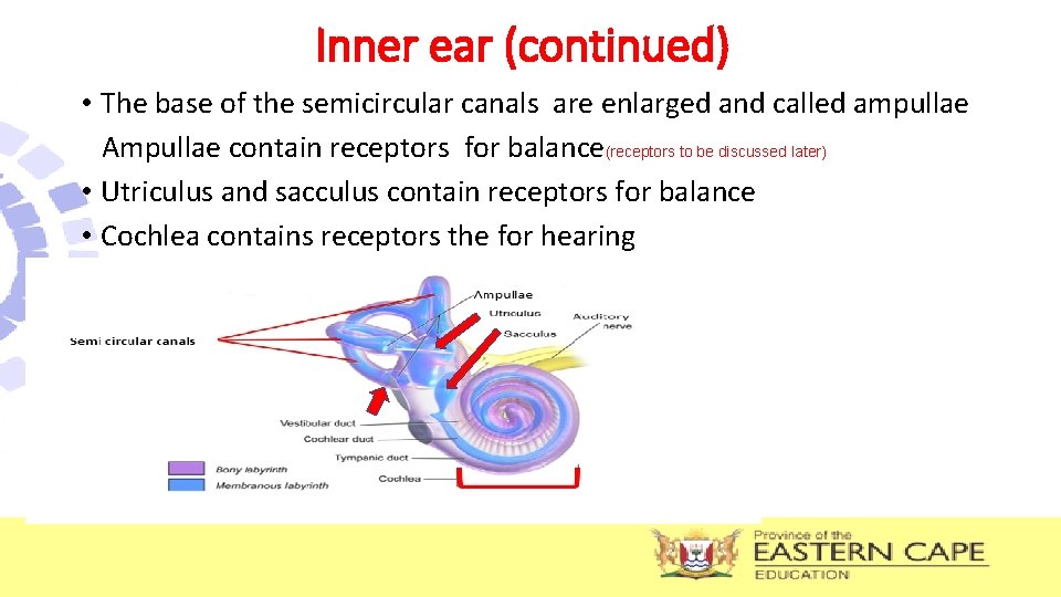 Inner ear (continued) • The base of the semicircular canals are enlarged and called