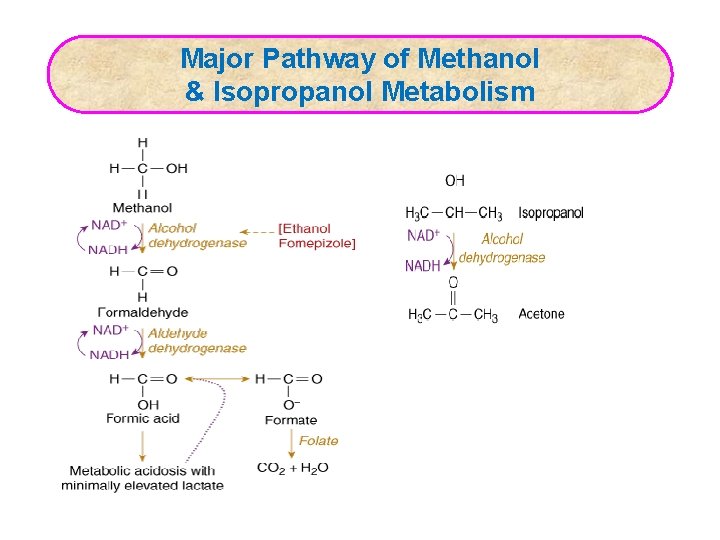 Major Pathway of Methanol & Isopropanol Metabolism 