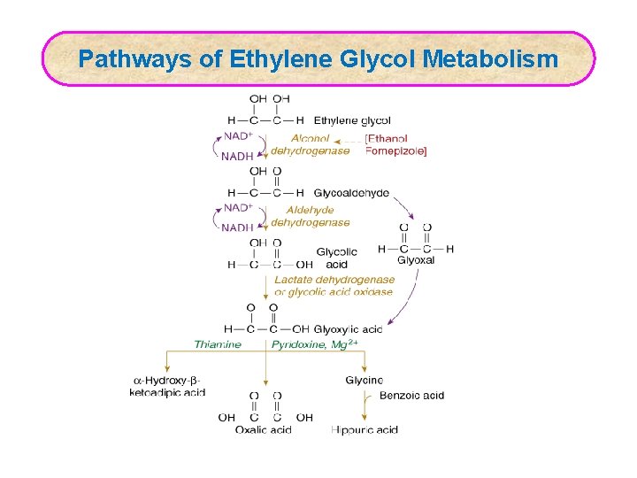 Pathways of Ethylene Glycol Metabolism 