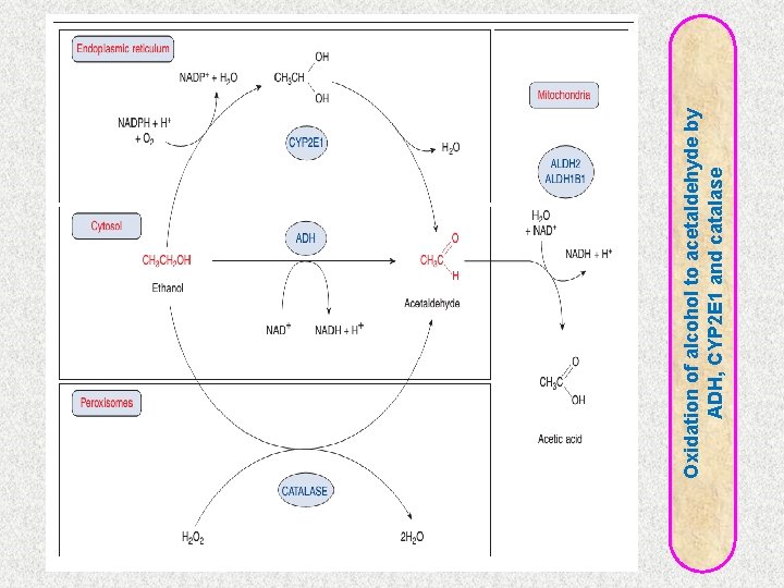 Oxidation of alcohol to acetaldehyde by ADH, CYP 2 E 1 and catalase 